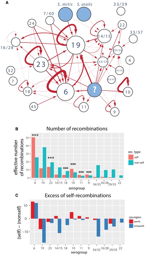 Origin of cps recombinations. (A) The network shows the recombination flow among the serogroups defined in figure 1A: nodes correspond to serogroups and arrows correspond to the direction of cps recombination flow based on the most likely origin of the putative recombination events. The width of arrows reflects the number of recombination events (between 0 and 51) and the size of the nodes reflects the number of isolates within the serogroup (except for “unknown” and other streptococci). (B) Proportion of cps recombinations originating in the same serogroup (self) versus another serogroup (nonself) for each serogroup. Stars show significance of the departure from random distribution of recombination exchanges. The significance was calculated assuming a binomial distribution of self-/nonself-recombination with the probability corresponding to the frequency of self-/nonself-serogroups. (C) Excess of self- over nonself-recombinations in the cps-specific and cps-nonspecific region, as defined in the main text.