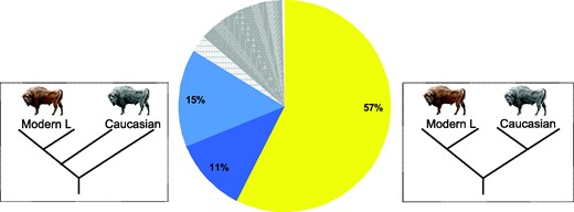 Population history of Lowland and
Caucasian wisent, estimated using two representatives of each. The
pie chart shows the percentage of 1 Mb genomic blocks supporting
each alternatively rooted tree topology. This indicates fraction of
genome blocks returning both wisent subspecies as reciprocally
monophyletic. Dark and light blue colors show the next most
frequently encountered topologies in which Caucasian wisent are
paraphyletic (dark blue: Cc2 most divergent, and light blue: Cc1
most divergent, the first of which is compatible with estimates
pairwise genomic divergence; see fig 2D).