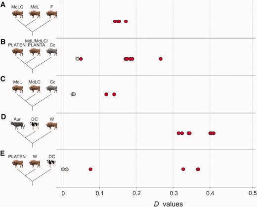 Results of D statistical
analysis. Red and grey points show significant and nonsignificant D values (x axis),
respectively, and show: the genetic contribution of the founders
(F) to the modern individuals
(A); Caucasian wisent (Cc) admixture with
modern L and LC herds (MdL and MdLC) and one founder, PLANTA,
relative to the least Caucasian admixed wisent, founder PLATEN
(B); Caucasian wisent admixture among modern
wisent (C); apparent cattle (DC) admixture with all
investigated wisent (W) relative to aurochs (Aur)
(D); variance in cattle/aurochs admixture among
wisent (W) compared to PLATEN (E). Detailed D statistic results are provided in supplementary table
S5, Supplementary Material online.
