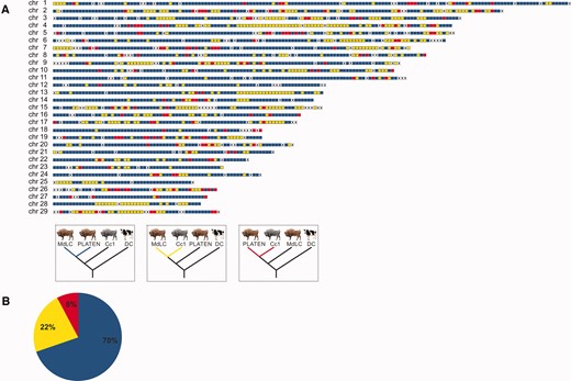 Genomic admixture map
(A) of Caucasian wisent ancestry in the modern
LC line individual (MdLC). Colored blocks indicate 1 Mb genomic
blocks returning alternative tree topologies, blue blocks are
compatible with the species tree; yellow blocks return the monophly
of the modern LC line and Caucasian wisent, and likely result from
admixture and to a lesser extent incomplete lineage sorting; red
blocks return the monophyly of PLATEN and Caucasian wisent and
likely result from incomplete lineage sorting. “X”
shows blocks with missing data. The pie chart (B)
shows the percentage of 1 Mb genomic supporting each tree topology
identified by colors, according to the key presented
above.