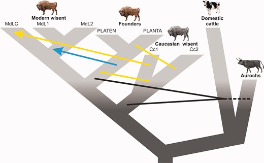 Schematic diagram showing inferred
admixture among wisent, and among wisent and the cattle/aurochs lineage.
Arrows indicate the direction of the geneflow. Black lines indicate
admixture between wisent and cattle/aurochs, yellow
lines/arrow—between Caucasian and founding or modern wisent
respectively, and the blue arrow—from founders to modern
wisent.