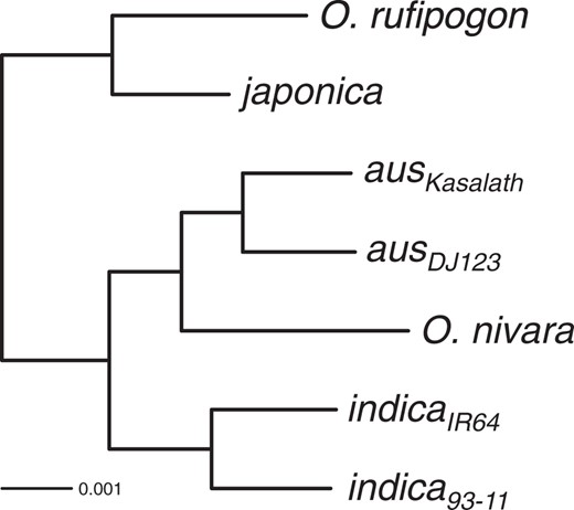 Species phylogeny for the Asian rice complex. Oryza punctata genome was used for rooting the tree but omitted from figure due to its evolutionary distance. Scale bar length represents number of substitutions per site. All nodes had 100% bootstrap support and were thus omitted from labeling. The phylogenetic tree had a log-likelihood (lnL) of –8,171,522.67.