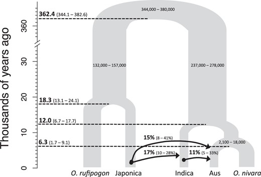 G-PhoCS estimated demographic model of the Asian rice complex. Each internal node has a median mutation rate calibrated divergence time (T) estimate (ka) with its 95% Highest Posterior Density (HPD) in parenthesis. Only the 95% HPD is shown for each ancestral effective population size (Ne). Arrows indicate the migration band and direction of gene flow. Arrows are labeled with median and 95% HPD for the total migration rate estimates.