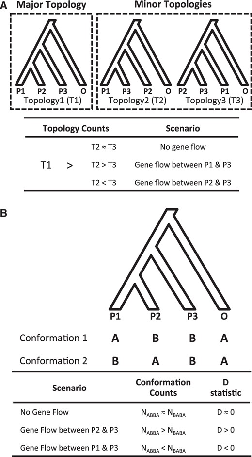 Phylogenomic methods for examining species relationship and admixture. The methods involve a rooted four-taxon phylogeny, specifically with three species (P1, P2, and P3) and an outgroup (O). P1 and P2 are most closely related to each other while P3 is an in-group taxon that is equally distant to both P1 and P2. (A) Gene tree topology test. T1, T2, and T3 represent total number of genes supporting Topology 1, 2, and 3, respectively. In this hypothetical example, Topology 1 is assumed to be the major topology. (B) ABBA-BABA test. NABBA and NBABA represent total number of sites with the “ABBA” and “BABA” conformation, respectively.