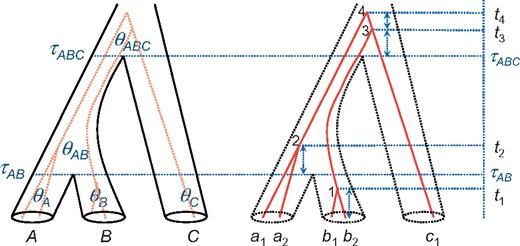 A species tree for three species (A, B, and C) to illustrate the parameters of the MSC model, with a gene tree for five sequences (a1 and a2 sampled from species A, b1 and b2 from species B, and c1 from species C) running inside the species tree. Within each species/population, sequences coalesce at random at the rate determined by the population size (or θ parameter), generating a gene tree with branch lengths (coalescent times), conditioned on the species tree. Note that θC is not estimable if there is at most one sequence from species C at each locus.