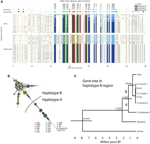 Haplotype structure at the FADS1 region. (A) Haplotypes from the SGDP African and West Eurasian populations (Mallick et al. 2016) and the Neanderthal ( Prufer et al. 2014, 2017 ) and Denisovan (Meyer et al. 2012) genomes. Each column represents a SNP and each row a phased haplotype. Dark and light colors represent derived and ancestral alleles at each SNP and blue, green, and red colors indicate SNPs that are part of haplotypes D, C, and B, respectively. (B) Haplotype network for region B constructed from 1000 Genomes (1000 Genomes Project Consortium 2015) and archaic samples. Green, blue and brown indicate East Asian, European and African populations respectively. (C) Gene tree for the haplotype B region inferred for representative haplotypes.