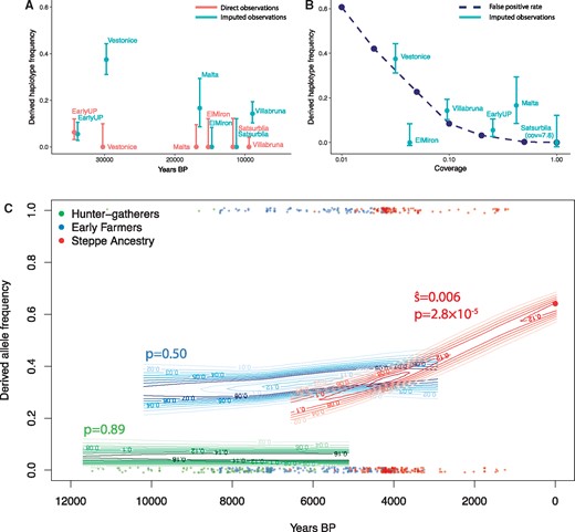 Direct ancient DNA evidence for the history of FADS1. (A) Derived haplotype frequency estimated from direct observation of SNPs on the haplotype (red) and imputed data (blue) in Upper Palaeolithic individuals (45,000–10,000 BP; Fu et al. 2016). (B) Estimated imputation false positive rate as a function of coverage (dashed line). Imputed allele frequencies in Upper Palaeolithic populations plotted for comparison at the median coverage in that population. (C) Allele frequencies at rs174546 over the past 12,000 years estimated from 1,055 (669 with coverage) ancient and 99 modern individuals. Each point is an ancient pseudo-haploid individual call, at the bottom of the plot if it is ancestral and the top if it derived. Contours indicate the posterior probability of allele frequencies in the ancient populations and P-values for nonzero selection coefficients are indicated.