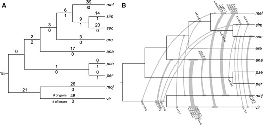 Satellite gains and losses along the Drosophila phylogeny. (A) Unambiguous simple-satellite gains and losses are labeled above and below each branch, respectively. The branch lengths are not drawn to scale. (B) Branches on which parallel gains are found are connected with gray lines. The width of the lines is proportional to the number of parallel gains, which are labeled above or below the lines. The branch lengths are not drawn to scale, and the placement of satellites on each branch does not reflect their actual age. Note that four satellites were gained in parallel but are not plotted here because the identity of one of the branches is ambiguous (see supplementary table S3, Supplementary Material online).