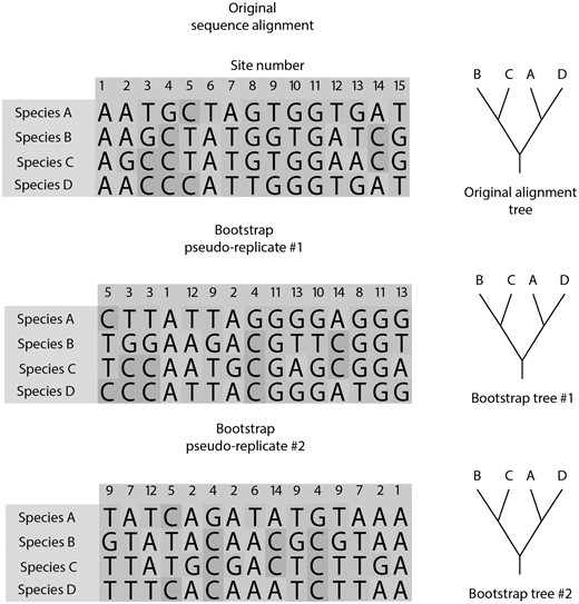 Bootstrap algorithm. For each bootstrap alignment replicate, columns from the original alignment are samples with replacement until the same number of columns from the original alignment is reached. For each alignment replicate, a replicate phylogeny is built. The bootstrap value is the proportion of replicate phylogenies that recovered a particular clade from the original phylogeny that was built using the original alignment.