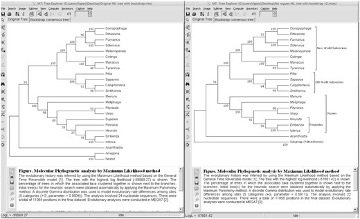 Bootstrap test results using Maximum likelihood in MEGA. (a) Bootstrap results using the original data set (with rogues). (b) Bootstrap results using the data set excluding the rogues (Eupetes and Petroica) that show improvement in bootstrap values for most clades.