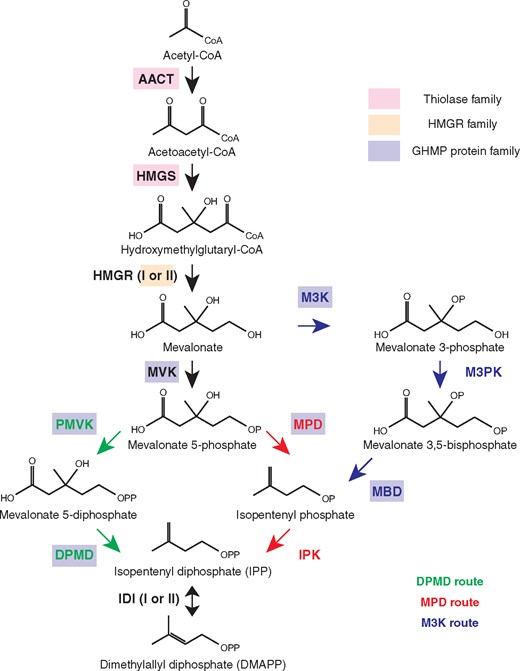 Three variations of the MVA pathway discovered in the three domains of life - DPMD, MPD, and M3K routes. The enzymes with identically colored boxes indicate that they are evolutionarily related. Abbreviations for enzymes: AACT, acetoacetyl-CoA thiolase; HMGS, 3-hydroxy-3-methylglutaryl-CoA synthase; HMGR, 3-hydroxy-3-methylglutaryl-CoA reductase; MVK, mevalonate kinase; PMVK, phosphomevalonate kinase; DPMD, Diphosphomevalonate decarboxylase; IDI, IPP/DMAPP isomerase; MPD, mevalonate phosphate decarboxylase; IPK, isopentenyl phosphate kinase; M3K, mevalonate 3-kinase; M3PK, mevalonate 3-phosphate 5-kinase; MBD, mevalonate 3,5-bisphosphate decarboxylase.