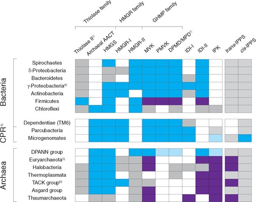Distribution of MVA genes and their syntenic relationship in bacteria, CPR and archaea. The colored box (blue or purple) indicates that the majority of MVA gene-carrying species in a phylum (or a superphylum) form a gene cluster in their genomes. Two different colors (blue and purple) within a single row indicate that MVA genes form two separate gene clusters in a genome. Grey box indicates the presence of MVA genes but they are not syntenic with other MVA genes. Light blue color indicates the presence of a gene cluster but there are variations among species (see the main text). Unfilled box indicates the absence of MVA genes in a phylum, or only a very small number of species carry the gene. It should be noted that only MVA gene-carrying species are included in the dataset and not all species in each phylum possess the MVA genes. Particularly in all bacteria and CPR parcubacteria, MVA gene-carrying species never occupy a majority in any phylum (see the main text in detail). Abbreviation: IPPS, isoprenyl diphosphate synthase. See fig. 1 for other abbreviations. Notes: 1) CPR is separately treated from the traditional bacterial domain, 2) Thiolase II is AACT used by bacteria and eukaryotes, 3) DPMD/MPD column encompasses M3K and MBD homologs, 4) Presence of HMGR-I/II and of IDI-I/II depends on species, 5) Halobacteria and Thermoplasmata are shown separately, 6) Thaumarchaeota is shown separately.