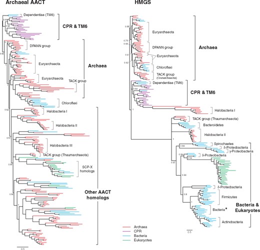Bayesian phylogenetic trees of thiolase family enzymes (AACT and HMGS). The complete trees with species annotation are in supplementary figs. 3 and 5, Supplementary Material online. The tree of bacterial/eukaryotic-type AACT (thiolase II) is also in supplementary figure 4, Supplementary Material online. Posterior probabilities are shown for major nodes. Nodes with the posterior probabilities of <0.5 are collapsed. Scale bar represents 0.5 amino acid replacements per site per unit evolutionary time. The bacterial clade with asterisk is composed of specific bacterial species observed in most MVA trees (see the main text). Abbreviation: SCP-X, sterol carrier protein X.