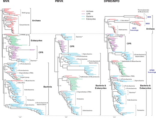Bayesian phylogenetic trees of GHMP family enzymes (MVK, PMVK, and DPMD/MPD). The complete trees with species annotations are in supplementary figs. 8–10, Supplementary Material online. Posterior probabilities are shown for major nodes. Nodes with the posterior probabilities of <0.5 are collapsed. Scale bar represents 0.5 amino acid replacements per site per unit evolutionary time.