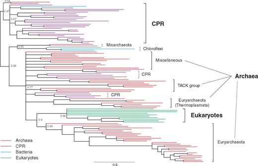 Bayesian phylogenetic tree of IPK homologs. The complete tree with species annotation is in supplementary figure 13, Supplementary Material online. Posterior probabilities are shown for major nodes. Nodes with the posterior probabilities of <0.5 are collapsed. Scale bar represents 0.5 amino acid replacements per site per unit evolutionary time.
