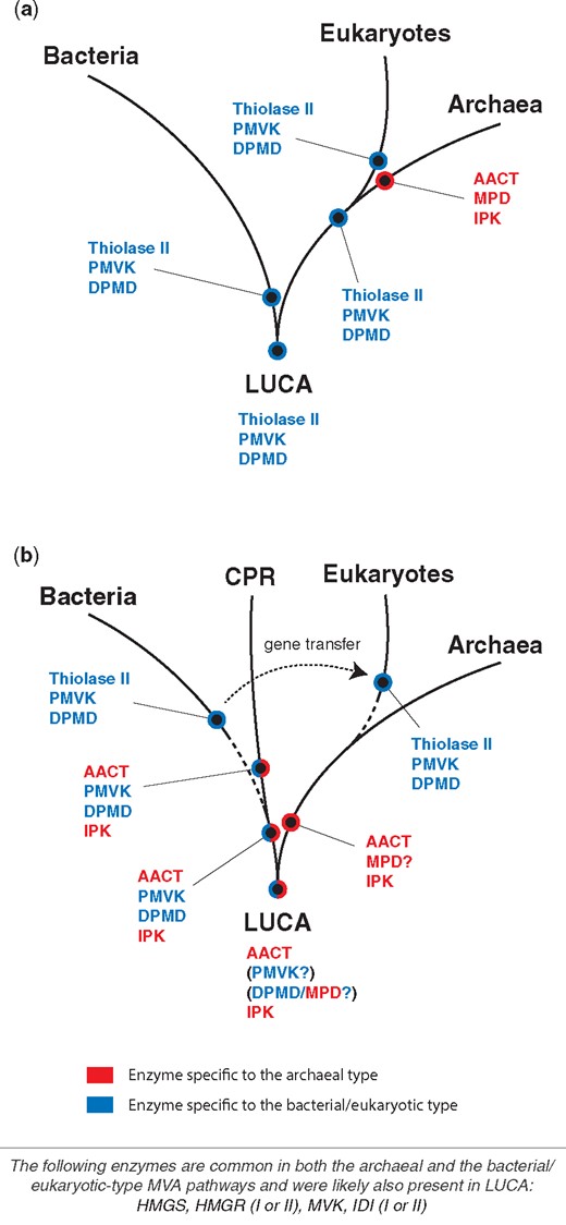 Hypotheses for the evolution of MVA enzymes. (a) Previous hypothesis (Lombard and Moreira 2011). (b) New hypothesis proposed in our current study. MVA enzymes common in both the archaeal-type and the bacterial/eukaryotic-type pathways are treated separately at the bottom of the figure. The dashed line indicates that the vertical inheritance of MVA genes along the line is not decisive or unlikely (see the main text).