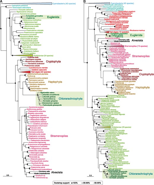 Examples of maximum likelihood phylogenetic trees of nucleus-encoded genes of red and green algal origin in secondary photosynthetic eukaryotes. (A) Protein involved in photosystem II assembly (inherited from green algae in euglenids and from a red lineage in chlorarachniophytes). (B) Protein required for thylakoid membrane formation (inherited from green algae in chlorarachniophytes and from a red lineage in euglenids). Bootstrap support values are indicated by black (100%), dark gray (95–99%), and light gray (85–95%) circles. Scale bars indicate the number of substitutions per site. Complete trees can be seen, respectively, in supplementary figures S74 and S62, Supplementary Material online.