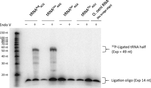 Detection of I34 in Oenococcus oeni by SL-ID using bridge oligonucleotides against tRNAACGArg, tRNAAGASer, tRNAAAGLeu, and tRNAAGUThr. Productive I34-dependent ligation is observed for tRNAACGArg and tRNAAAGLeu. A reaction containing O. oeni total RNA without a bridge oligo to capture tRNA sequences was used as a negative control.