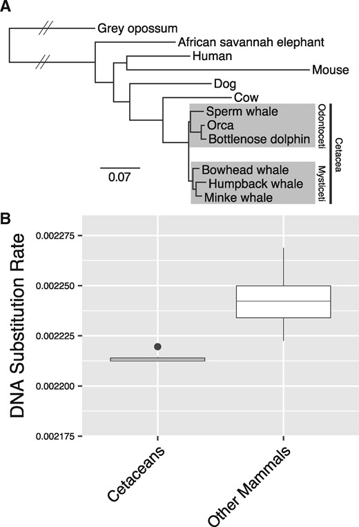Substitution rates in cetacean genomes. (A) Maximum likelihood phylogeny of 12 mammals based on 2,763,828 fourfold degenerate sites. Branch lengths are given in terms of substitutions per site, except for branches with hatched lines which are shortened for visual convenience. All branches received 100% bootstrap support. (B) Based on the phylogeny in (A), a comparison of the estimated DNA substitution rates (in terms of substitutions per site per million years) between terminal and internal cetacean branches, and terminal and internal branches of all other mammals.