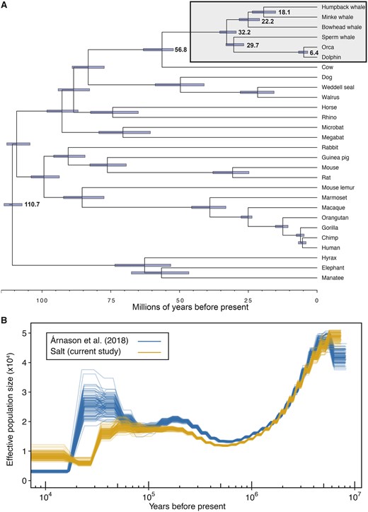 Timescale of humpback whale evolution. (A) Species phylogeny of 28 mammals constructed from 152 orthologs and time-calibrated using MCMCtree. Branch lengths are in terms of millions of years. Node bars indicate 95% highest posterior densities of divergence times. Cetaceans are highlighted in the gray box with mean estimates of divergence times included. (B) The effective population size (Ne) changes over time. Demographic histories of two North Atlantic humpback whales estimated from the PSMC analysis, including 100 bootstrap replicates per analysis. Mutation rate used was 1.54e-9 per year and generation time used was 21.5 years.