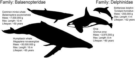 Diversity in both body size and lifespan within rorqual baleen whales (Balaenopteridae) and dolphins (Delphinidae). Maximal pairings using phylogenetic targeting (Arnold and Nunn 2010) of genome assembly-enabled cetaceans resulted in the most extreme divergence in both body size and lifespan between humpback whale (Megaptera novaeangliae) and common minke whale (Balaenoptera acutorostrata) within the Balaenopteridae, facing right, and orca (Orcinus orca) and bottlenose dolphin (Tursiops truncatus) within the Delphinidae, facing left. Trait data were collected from the panTHERIA (Jones et al. 2009) and AnAge (Tacutu et al. 2012) databases.