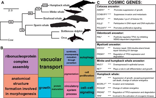 Positively selected genes during cetacean evolution. (A) Species tree relationships of six modern cetaceans with complete genome assemblies, estimated from 152 single-copy orthologs. Branch lengths are given in coalescent units. Outgroup taxa are not shown. The complete species tree of 28 mammals is shown in supplementary figure 4, Supplementary Material online. Boxes with numbers indicate the number of positively selected genes passing filters and a Bonferroni correction detected on each branch. (B) TreeMap from REVIGO for GO biological processes terms represented by genes evolving under positive selection across all cetaceans. Rectangle size reflects semantic uniqueness of GO term, which measures the degree to which the term is an outlier when compared semantically to the whole list of GO terms. (C) Cancer gene names and functions from COSMIC found to be evolving under positive selection in the cetacean branch-site models. Superscripts for gene names indicate as follows: T, tumor suppressor gene; O, oncogene; F, fusion gene. Asterisks indicate P-value following FDR correction for multiple testing: **P < 0.01, ***P < 0.001, ****P < 0.0001.