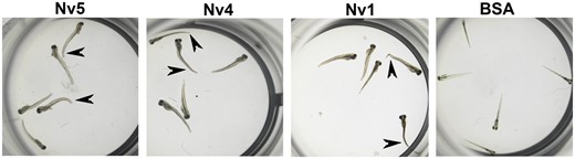Toxicity tests of Nv4, Nv5, Nv1, and BSA (negative control) on zebrafish larvae. Abnormally bent and contracted tails due to toxic effects are indicated by arrowheads.