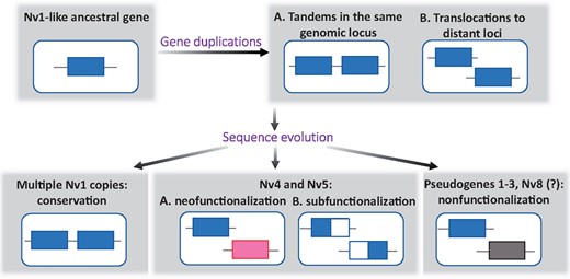 Summary of the possible evolutionary scenarios of the origin of the Nv1-like family.