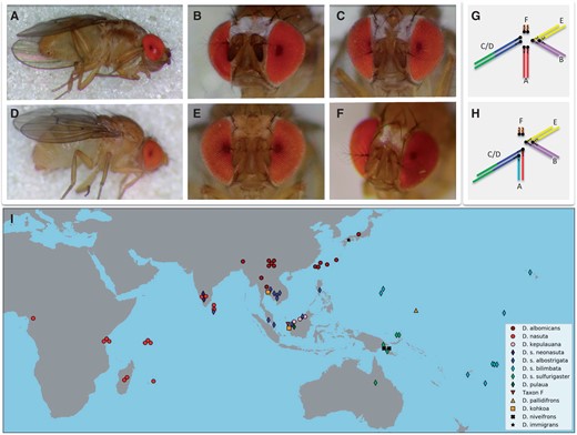 Morphology, karyotype, and distribution of species in the nasuta subgroup. (A–F) Male flies of the nasuta subgroup differ with regards to their morphology. (A and B) Drosophila albomicans; (C) D. s. albostrigata; (D and E) D. pulaua; (F) D. niveifrons. (G and H) Karyotypes of members of the nasuta group. Muller elements A–F are color-coded. (G) All species (apart from D. albomicans) have a telocentric X chromosome (Muller A), a metacentric autosome (Muller B/E fusion), and a large telocentric autosome (Muller C/D fusion), and the small dot chromosome (Muller F). (H) In D. albomicans, a neo-sex chromosome formed by the fusion of Muller C/D to both the X and Y chromosome. (I) Sampling locations of species and strains investigated. Note that for flies with overlapping sampling locations, the markers where slightly shifted on the map for visualization.