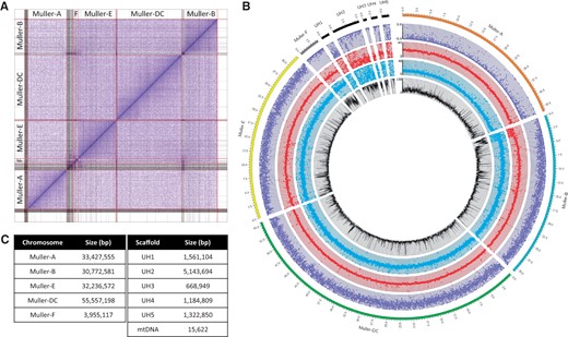 Assembly of Drosophila albomicans genome. (A) Hi-C scaffolding of contigs. Gray lines denote PacBio contigs, and red lines indicate different chromosomes. (B) Coverage analysis of chromosomes (Muller elements). Genomic reads from D. albomicans 15112-1751.03 males and females were mapped to the genome (20× coverage each); each point represents the mean coverage in nonoverlapping 10-kb windows (blue: male coverage, red: female coverage, purple: log2(male/female) coverage). The black line shows the mean repeat content (% repeat-masked bp along 10-kb windows). Unmapped scaffolds are highly repeat-rich and presumably correspond to pericentromeric regions. (C) Assembled size of the different chromosomes, and of various unmapped scaffolds (UH1-5), and the mitochondrial DNA.