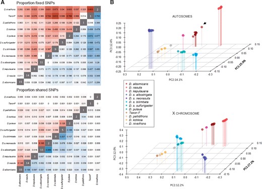 Patterns of genome-wide differentiation in the nasuta group. (A) Proportion of fixed (top) and shared (bottom) SNPs in the nasuta group between the X chromosomes (red) and autosomes (blue). Darker shading indicates larger values. The values in the diagonal indicate the sample size. (B) Principle component analysis of autosomal (top) and X-linked (bottom) SNPs in the nasuta species group. The black arrow indicates Drosophila albomicans E-10815_SHL48.