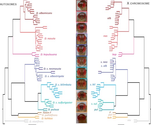 Phylogenetic relationships among species of the nasuta group. The autosome phylogeny (left) has the same species level topology as the X chromosome phylogeny (right) with the exception of Drosophila s. bilimbata, D. s. sulfurigaster, and D. pulaua. The colored lines correspond to all the strains that belong to the same species group.