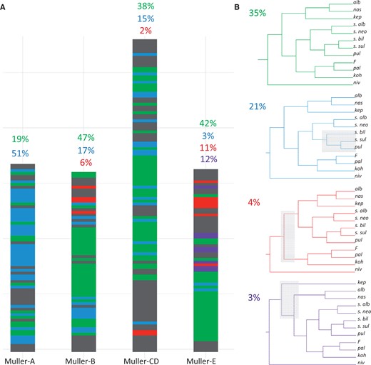 Local evolutionary history in the nasuta group varies across the genome. (A) Tree topology across the genome. For each 500-kb window, we color-code the topology recovered from that region (colors correspond to topologies in B). Note that while tree 1 (green) dominates on the autosomes, tree 2 (blue) dominates on the X. Coordinates are in terms of the Drosophila albomicans genome. Gray regions show alternative topologies. (B) Common topologies. The four most common trees are shown. The value in the top left corner is the percentage of all 500-kb windows that recover that topology.