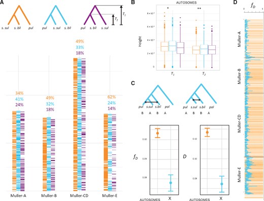 Autosomal introgression in the sulfurigaster clade. (A) Tree topology across the genome for Drosophila s. bilimbata, D. s. sulfurigaster, and D. pulaua in 50-kb windows. Topologies are color-coded, and tree heights T1 and T2 are indicated. (B) Tree height suggests that the majority X chromosome topology is the true phylogeny. T1 and T2 are shown for autosomal trees inferred from 50-kb windows. Trees with X majority relationship (s.bil, (s.sul, pul)) have significantly higher T1 and T2 than (s.bil, s.sul), pul) trees (P = 0.0037 and P = 2.55×10−11, Wilcoxon test), which is consistent with widespread introgression on the autosomes. (C) ABBA-BABA statistics (D and fD) to test for introgression between D. s. bilimbata, D. s. sulfurigaster and D. pulaua on the autosomes and the X chromosome (vertical bar shows the SE). Both test statistics are higher on the autosome compared with the X (D: P = 1.47×10−9; fD: P = 8.61×10−11; Wilcoxon test). (D) Genomic regions that show the autosome majority topology ((s.bil, s.sul), pul) show higher levels of introgression (as measured by fD; P < 2.2×10−16; Wilcoxon test). Shown is the autosomal tree topology across the genome (in yellow, as in panel A) across the genome and fD (blue line) in 50-kb windows.