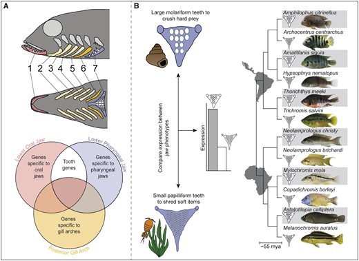 Protocol used to identify conserved and novel genes associated with tooth size convergence: (A) We performed RNA-sequencing on the serially homologous lower oral jaw (LOJ, red), posterior-most gill arch (GA, yellow) and lower pharyngeal jaw (LPJ, blue) of the cichlid Astatoreochromis alluaudi to identify genes that were highly expressed in forming teeth. Genes that exhibit high expression in the two toothed structures but are not expressed in GA were considered good tooth gene candidates. The localization of expression patterns of several of these genes to teeth were validated using in situ hybridization on cryo-sections of lower oral and pharyngeal jaws. (B) On the LPJ, large molariform teeth develop in species (gray) consuming hard prey items like snails, whereas small papilliform teeth develop in species feeding on softer items like most invertebrates or algae. Using qPCR, we examined expression patterns of putative tooth genes identified from (A) in the LPJs of six species pairs of cichlids, This replicated evolutionary framework allowed us to examine convergence in gene expression levels in species having larger tooth sizes (Friedman et al. 2013). We predicted that expression of the examined genes would be higher in species with larger teeth since highly expressed genes likely contribute to increasing tooth structure.