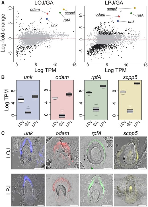 Identification of putatively novel tooth genes: Using RNA-seq data, we identified genes putatively involved in cichlid tooth formation. We compared the average log-fold change expression between toothed tissues and the nontoothed gill arch (A). Genes that are highly expressed in LPJ and LOJ and whose expression is investigated further are highlighted with gene-specific color in both comparisons. The genes odam and scpp5 (underlined) are genes known to be involved in tooth formation, whereas rpfA and a previously undescribed gene unk are not known to be involved in tooth development. Expression levels for the four genes (B) highlight their enhanced expression in the toothed arches (LPJ, dark gray; GA, gray; LOJ, white). (C) The localization of expression to developing teeth in LOJ and LPJ cryo-sections is shown via fluorescent in situ hybridization for the four genes clustered in the genome. Colors of fluorescent signal are pseudocolors and were digitally replaced using ImageJ (Schindelin et al. 2012).