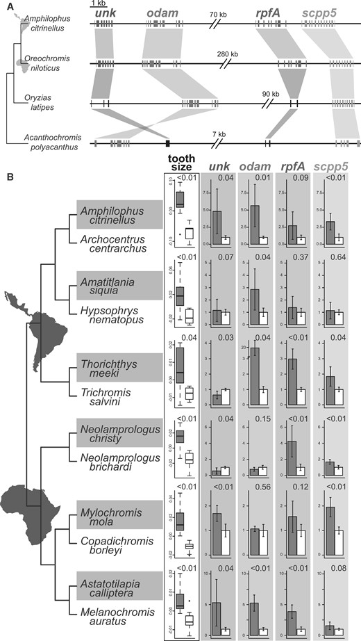 Differential expression of the four genes in the tooth cluster: (A) Genomic regions of the putative cichlid tooth gene cluster in the genome of a Neotropical (Amphilophus citrinellus) and an African (Oreochromis niloticus) cichlid as well as in the genomes of the closely related medaka Oryzias latipes and the damselfish Acanthochromis polyacanthus. The cichlid tooth cluster contains the four genes unk, odam, rpfA, and scpp5. Orthologous sequences are connected with similarly colored areas indicating inversions when hourglass-shaped. For each gene, exon sequences are shown, except for black sequences which represent orthologous genomic regions without an open reading frame. The gray line connecting the genes is scaled to 1 kb except for the double breaks between gene pairs that indicate different sized gaps within the cluster. (B) For six species pairs, we examined size-standardized tooth area and expression levels of the four genes from the cluster in lower pharyngeal jaws (P values for each species pair is shown in the upper right corner of comparisons). The phylogenetic topology reflects the established evolutionary relationships among the species (Friedman et al. 2013; Ilves et al. 2018). Normalized expression data for each gene are depicted as the fold change (mean ± SD) in the cichlid species with larger teeth (gray) compared with the species with smaller teeth (white).