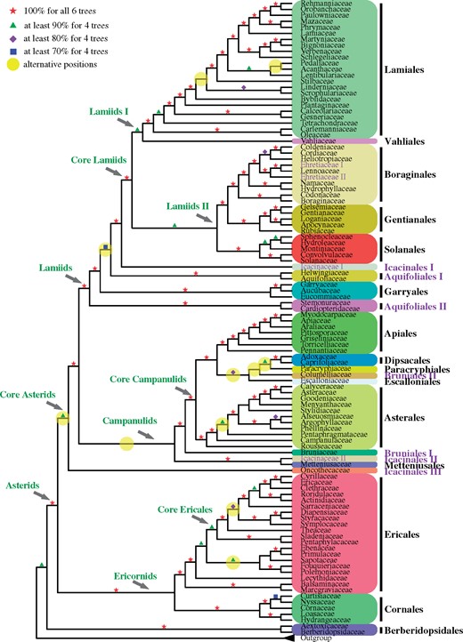 A summary tree showing phylogenetic relationships among asterid families. Red pentagrams represent support of 100% in all six trees. For other branches, green triangles, purple rhombuses, and blue squares represent support of ≥90%, ≥80%, and ≥70% in at least four trees, respectively. Yellow circles indicate nodes with alternative topologies. Family names are given at the terminals, with order names to the far right. Names representing paraphyletic or polyphyletic groups are given in purple. (See figures 2–5 for detailed phylogenetic relationships among terminal taxa in various groups.)