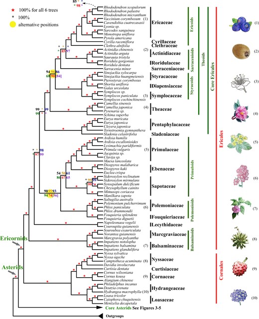 A summary of the coalescent and concatenation trees of early-divergent asteroid lineages. Black, orange, blue, green, and red numbers on the internode represent the support values from five coalescence analyses of 1,769-, 1,041-, 784-, 565-, and 387-gene sets, respectively, and purple numbers represent those from a concatenation analysis using the 387-gene supermatrix. A number within square brackets indicates support level for an alternative position in the corresponding tree. Numbers next to the species names correspond to the numbered plant drawings at the far right.