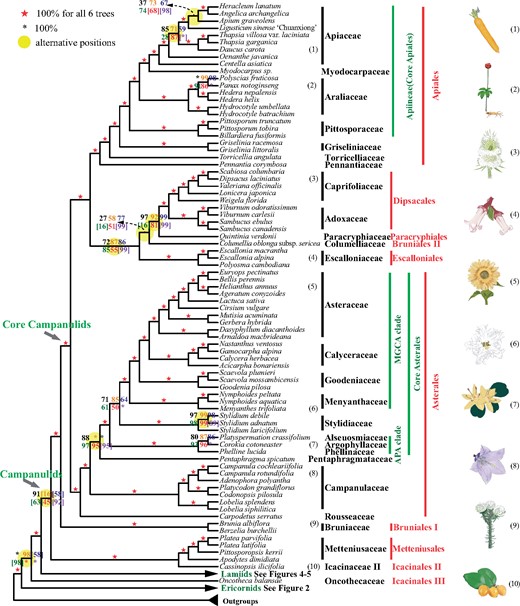 A summary of the coalescent and concatenation trees of campanulids. Black, orange, blue, green, and red digits on the internode represent the support values from five coalescence analyses of 1,769-, 1,041-, 784-, 565-, and 387-gene sets, respectively, and purple numbers represent that from a concatenation analysis using the 387-gene supermatrix. A number within square brackets indicates support level for an alternative position in the corresponding tree. Numbers next to the species names correspond to the numbered plant drawings at the far right.
