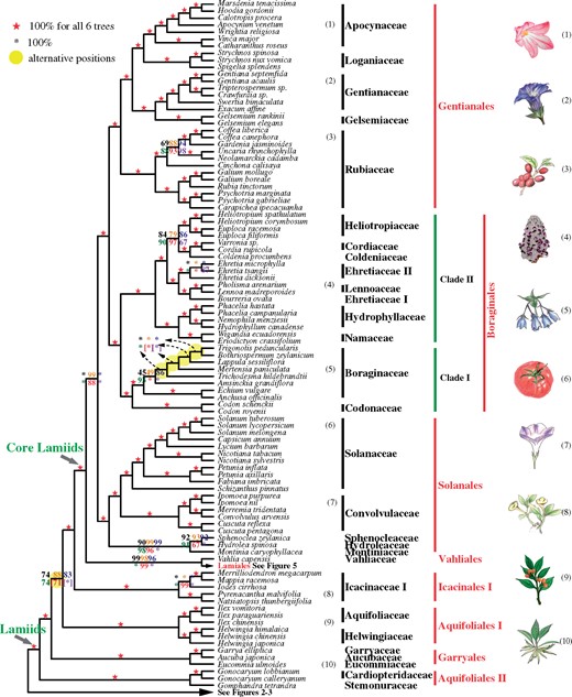 A summary of the coalescent and concatenation trees of lamiids. Black, orange, blue, green, and red digits on the internode represent the support values from five coalescence analyses of 1,769-, 1,041-, 784-, 565-, and 387-gene sets, respectively, and purple numbers represent that from a concatenation analysis using the 387-gene supermatrix. A number within square brackets indicates support level for an alternative position in the corresponding tree. Numbers next to the species names correspond to the numbered plant drawings at the far right.