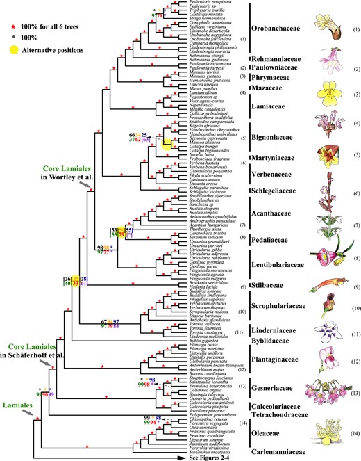 Summary of the coalescent and concatenation trees of Lamiales. Black, orange, blue, green, and red digits on the internode represent the support values from five coalescence analyses of 1,769-, 1,041-, 784-, 565-, and 387-gene sets, respectively, and purple numbers represent that from a concatenation analysis using the 387-gene supermatrix. Numbers next to the species names correspond to the numbered plant drawings at the far right.