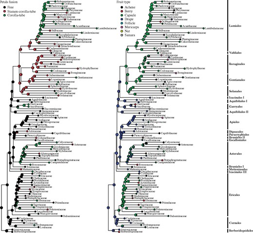 Ancestral character state reconstructions mapped at the family level, on the asterid tree. Petal fusion is shown on the left tree and fruit type on the right tree. Asterid orders are indicated at far right. The asterid phylogeny is from supplementary figure S7, Supplementary Material online.