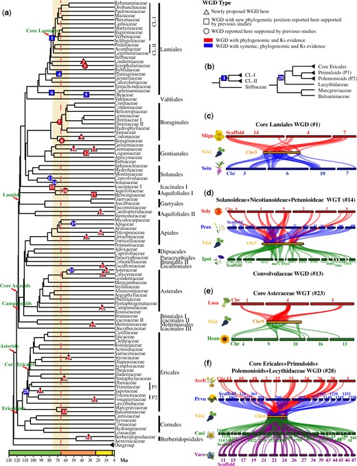 Phylogenomic analysis and molecular dating of WGDs in asterids. (a) A family-level phylogenetic tree with same topology as in figure 6, with orders indicated to the right of the family name. The red dashed line indicates the K–Pg boundary and orange bar marks the 10 Ma flanking period on either side. WGD events are marked by numbered triangles, squares, or circles on tree branches. Triangles represent newly proposed WGDs. Squares represent WGDs that were detected by previous studies but has new phylogenetic positions here. Circles on the branches represent known WGDs that are also supported by the phylogenomic and syntenic analyses here. Red shapes represent events with phylogenomic and Ks evidence, while blue shapes represent events with syntenic, phylogenomic, and Ks evidence. (b) Phylogenetic positions of two suprafamilial WGDs in Lamiales and Ericales with more obvious illustration of the placement; CL-I, CL-II, P1, and P2 are for lineages indicated in part (a). Parts (c)–(f) of the figure show syntenic blocks for the core Lamiales WGD (c), the WGD and WGT in Solanales (d), the Core Asteraceae WGT (e), and the WGD in Ericales (f). Colored solid bars represent chromosomes or scaffolds and colored numbers on or below the bars represent the ID of chromosomes or scaffolds. Vivi, Vitis vinifera; Migu, Mimulus guttatus; Sein, Sesamum indicum; Peax, Petunia axillaris; Soly, Solanum lycopersicum; Ipni, Ipomoea nil; Lasa, Lactuca sativa; Hean, Helianthus annuus; Acch, Actinidia chinensis; Prvu, Primula vulgaris; Casi, Camellia sinensis; Vaco, Vaccinium corymbosum.