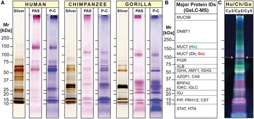 1D proteome profiles of human, chimpanzee, and gorilla saliva. (A) Equal amounts of human, chimpanzee, and gorilla saliva taken from one individual of each species were separated by 1D PAGE under reducing conditions. Protein bands were visualized by silver stain (Silver). Glycosylated protein bands were revealed by periodic acid-Schiff (PAS) staining, followed by Coomassie Blue (P-C). Note that substantial deviations of the apparent molecular size of certain protein IDs from the size expected based on amino acid composition can be explained by posttranslational modifications, most importantly extensive glycosylation that either retards the electrophoretic mobility because of the added mass of attached glycans, or increases it because of negative charge added by terminal sialic acid molecules. (B) Tracks of parallel run gel replicates for each species were longitudinally divided into consecutive slices according to molecular weight (see Supplementary fig. S2, Supplementary Material online for details). Proteins contained in each slice were identified by GeLC-MS (Supplementary table S1, Supplementary Material online for details). Listed in panel B are the major abundant proteins found in each section. (C) Differences in band intensities of differently fluorochrome-labeled salivary proteins from human (Hu: Cy3, green), chimpanzee (Ch: Cy2, blue), and gorilla (Go: Cy5, red) were visualized by 1D DIGE. Note that the image in panel C was brightened from 100 kDa (white arrows) upward for better visibility of faintly stained higher molecular weight glycoprotein bands.