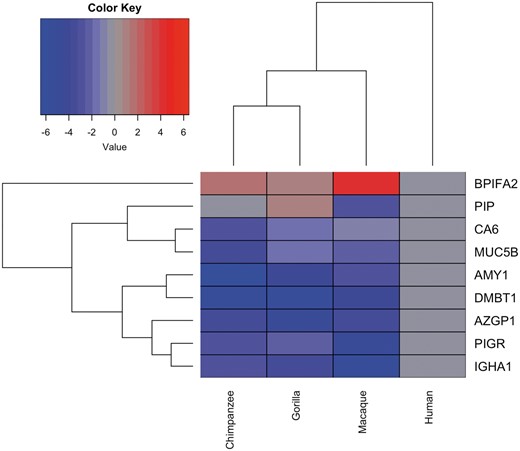 Differences in protein abundances in saliva samples of humans, chimpanzees, gorillas, and macaques. (A) Protein abundances shown in a heatmap-like fashion represent the cumulative peptide abundances for each given protein as shown in Supplementary figure S6, Supplementary Material online. The heatmap shows the average fold-change of abundances of salivary proteins in nonhuman primates as compared with their respective abundances in human saliva. The normalized abundance data from multiple individuals of each species (number of individuals [n]: humans, n = 6; chimpanzees, n = 2; gorillas, n = 5; macaques, n = 5) and multiple peptides corresponding to the same protein were averaged to represent the cumulative abundance of each protein in a given species. Specifically, for constructing the heatmap, log2 of the ratio of the abundance of a given protein in a nonhuman species as compared its abundance in humans was calculated. Human protein abundances were set to log2(1) = 0, shown in gray. Proteins that are less abundant in nonhuman primates appear in blue, and those that are more abundant in red. Significance values are provided in Supplementary table S3, Supplementary Material online.