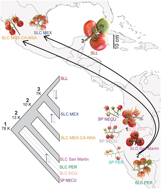 Inferred tomato phylogeny and domestication history based on the combined results of population history analyses and comparisons of median fruit size. Estimates of divergence times and changes in population sizes using ∂a∂i are provided for the major events in tomato domestication history (left panel): origin of SLC (1), northward spreads of SLC (2), and redomestication of SLL (3). Asymmetric gene flow between groups is shown by double arrows with black arrow representing stronger gene flow in that direction. Width of the branches on the summary tree represents population expansion or contraction. Dotted lines represent populations included only in the models examining the origin of SLC (1). In the right panel, a transition to wild-like fruit sizes is evident in the northernmost populations of SLC (SLC MEX and SLC MEX-CA-NSA). A scale bar (=10 cm) applicable to all fruit images is provided. Black arrows represent northward spreads of SLC. Gray arrow represents gene flow between SP PER and SLC PER.