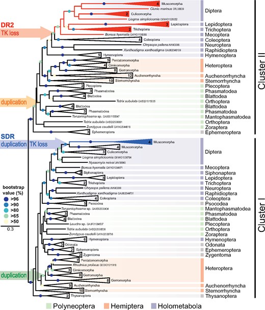 Phylogenetic tree of insect insulin receptors and decoy of insulin receptors identified in 98 species from 23 orders. The numbers in condensed branches indicate the numbers of species studied. Orange arrow marks the Cluster II duplication within Polyneoptera. Red arrow (DR2) indicates the loss of the tyrosine kinase domain in advanced Holometabola, giving rise to the decoy of insulin receptor gene DR2 (red). Green arrow marks the Cluster I duplication in Gerromorpha, blue arrow (SDR) marks the loss of the tyrosine kinase domain in Muscomorpha, giving rise to the secreted decoy of insulin receptor gene SDR (blue). The topology and branching supports were inferred using RAxML maximum likelihood algorithm with WAG + Γ model (−ln = 285839.374747). The bootstrap values calculated from 500 replicates are shown for branches represented in >50% of trees. Full version of the tree, together with the taxon coverage and nomenclature used in previous studies, is given in the supplementary figures 2 and 3 (Supplementary Material online).