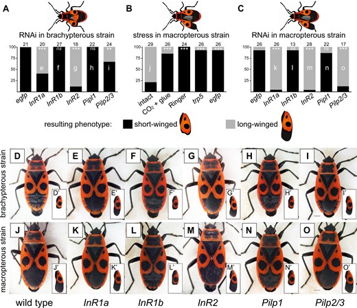 Interaction of insulin signaling pathway, stress, and wing polymorphism in Pyrrhocoris apterus studied by means of RNAi experiments. One-day-old fourth instar P. apterus larvae of brachypterous or macropterous strain were subjected to the treatment, raised to adults, and the proportion of obtained short- and long-winged adult phenotypes was scored. (A) Brachypterous strain larvae injected with InR1a, InR1b, InR2, Pilp1 or Pilp2/3 dsRNA, or negative control egfp dsRNA. (B) Macropterous strain larvae subjected to stress stimuli, that is, handling (intact), CO2 anesthesia and immobilization (CO2 + glue), buffer injection (Ringer), injection of control dsRNA (trp5), and negative control dsRNA (egfp). (C) Macropterous strain larvae injected with InR1a, InR1b, InR2, Pilp1 or Pilp2/3 dsRNA, or negative control egfp dsRNA. (D‒O) Photographs of dominant phenotypes observed after different treatments for each of the two strains, that is, wild-type adult males (D and J), individuals injected with InR1a dsRNA (E and K), InR1b dsRNA (F and L), InR2 dsRNA (G and M), Pilp1 dsRNA (H and N), and Pilp2/3 dsRNA (I and O). Numbers above each column indicate numbers of evaluated adults in each treatment. Letters inside the columns (e‒o) refer to the photographs of representative phenotypes (E‒O). For each set of experiments (A, B, and C), the obtained proportions of long- versus short-winged adult phenotypes were compared with the control treatment (first column) using an equivalent of Dunnett’s test adjusted for proportion data (Zar 1999). *, **, and *** denote significant differences at P < 0.05, P < 0.01, and P < 0.001, respectively. Scale bars for all photographs indicate 1 mm. Insets show separate views on forewings of the given phenotype.