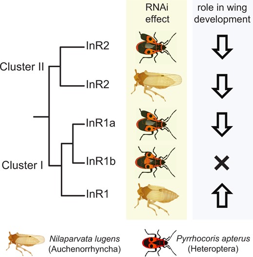 Scheme summarizing the effects of RNAi-mediated gene silencing of insulin receptor genes and inferred roles of individual paralogs in the control of wing polyphenism in the linden bug Pyrrhocoris apterus, compared with the observations by Xu et al. (2015) in the planthopper Nilaparvata lugens.